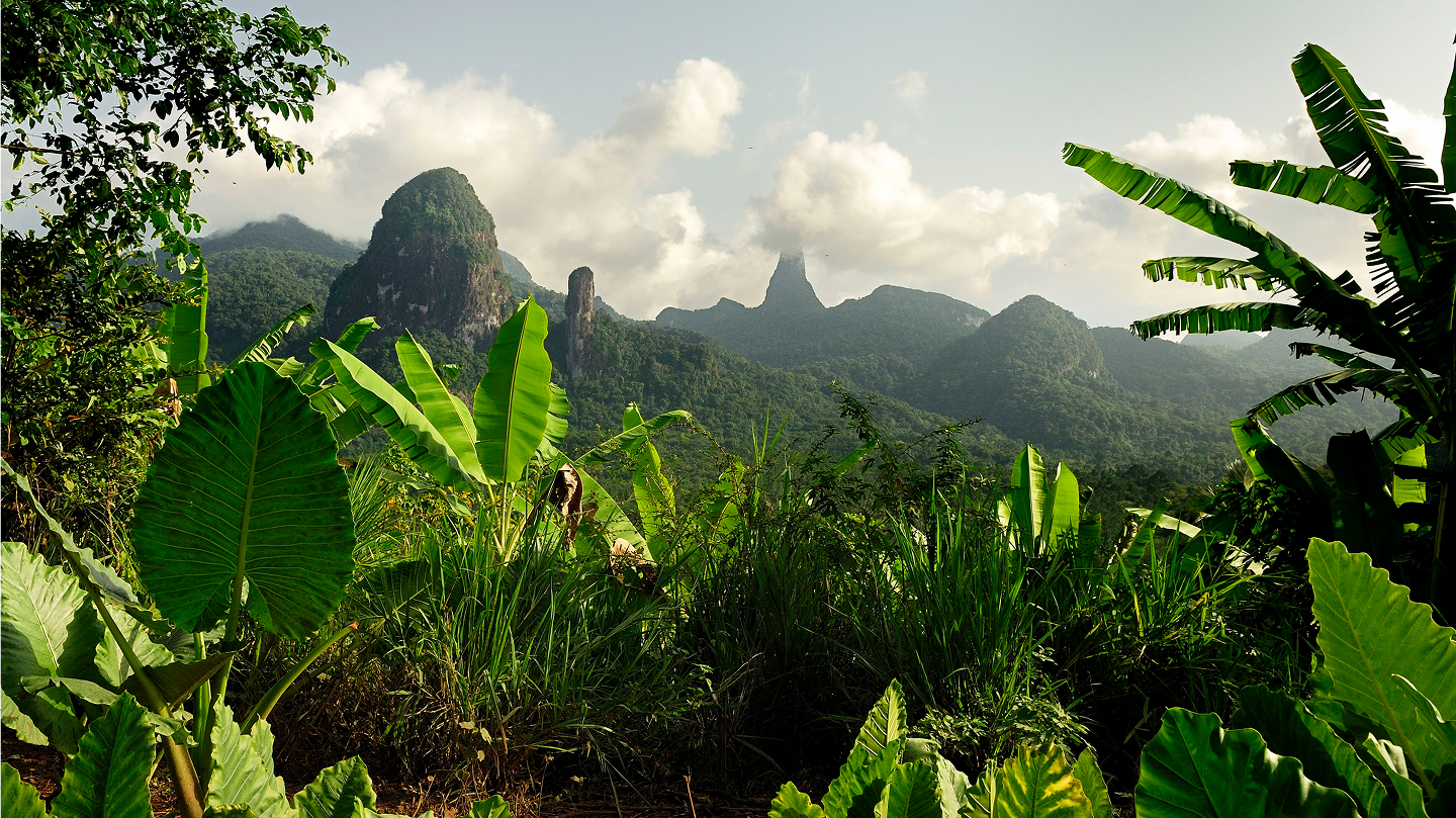 São Tomé tropical rainforest